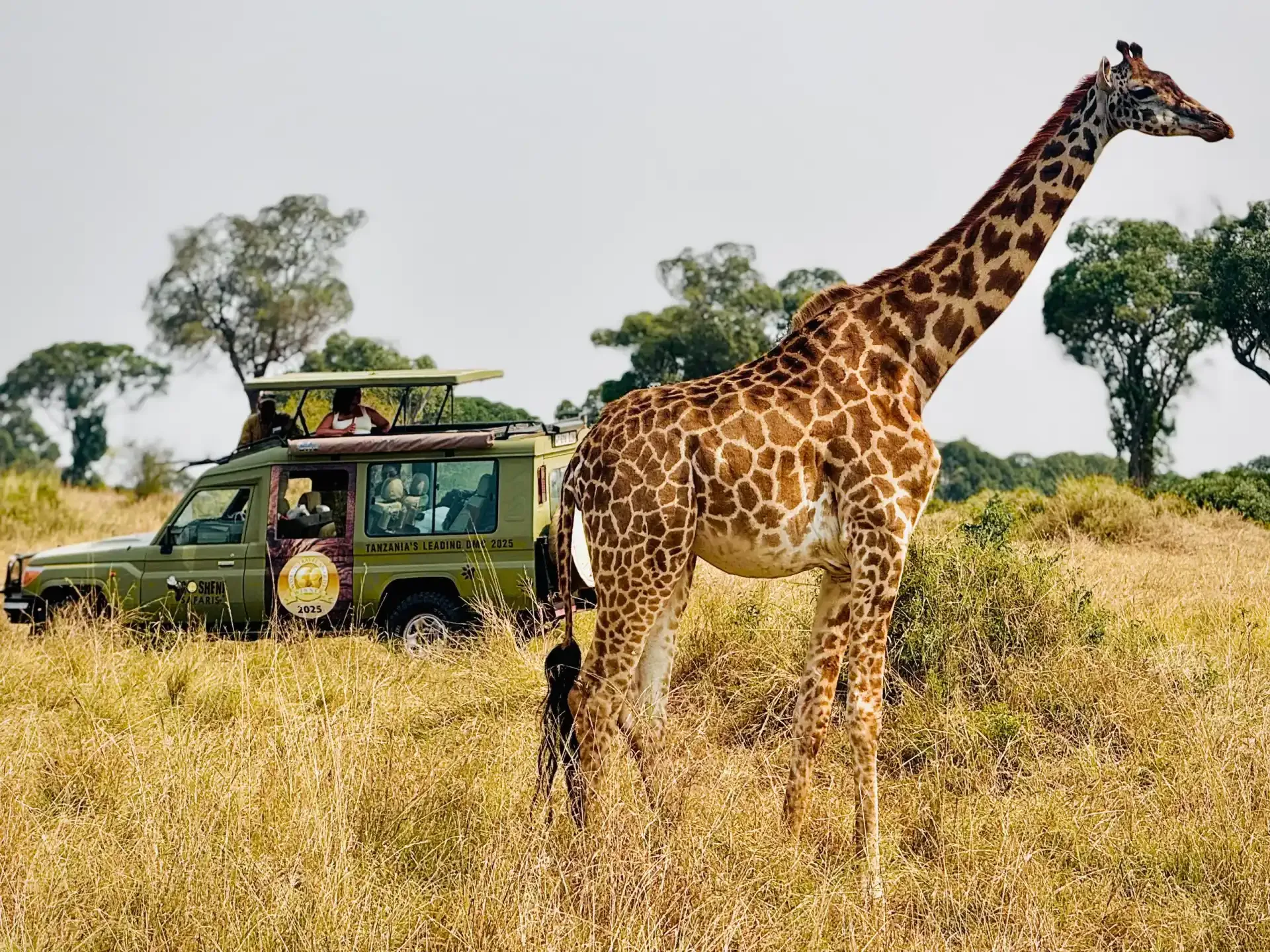 A giraffe crosses the golden grass beside a safari vehicle, a quiet moment on a Tanzania game drive.