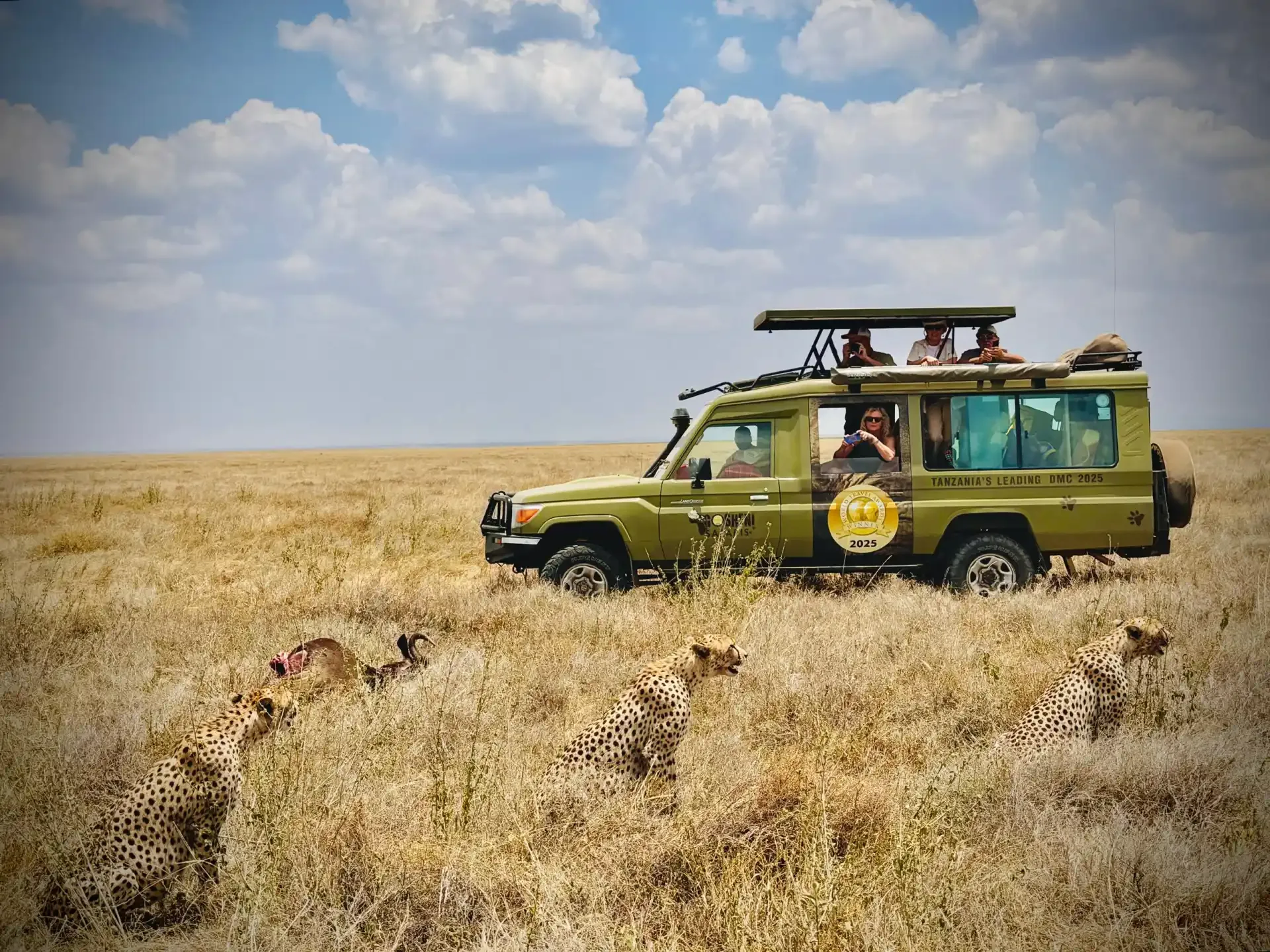 Cheetahs rest in the tall grass as safari vehicles watch on.