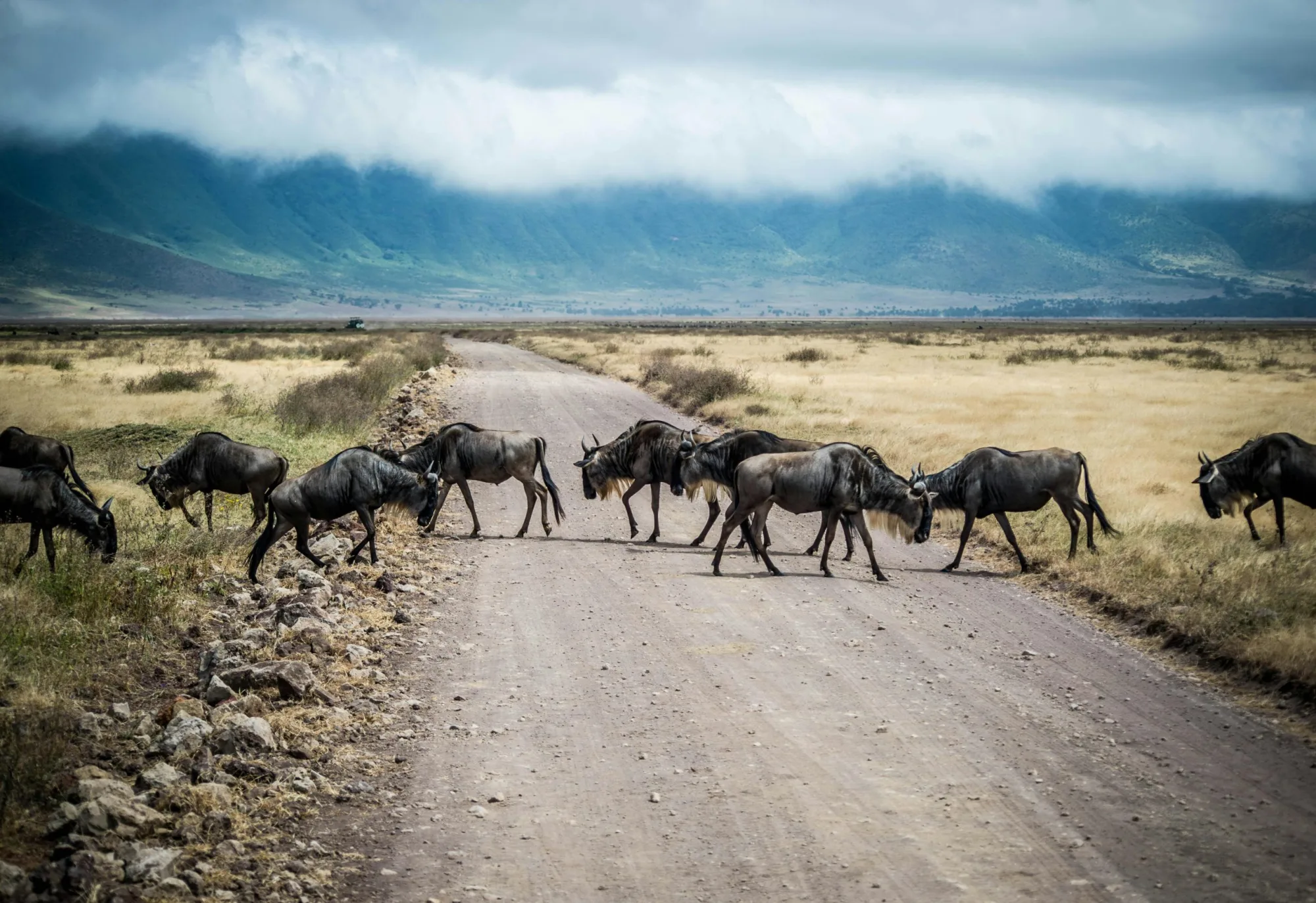 The Great Migration Africa Map: A Complete Guide to Tanzania's Breathtaking Wildlife Spectacle